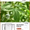 Planta Verde Artificial Nantianzhu, de Gama Alta y Lujo, de Pie, Grande para Interiores y Exteriores, Bonsái de Alta Calidad, Árbol Falso para la Sala de Estar