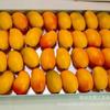 Modelo de fruta de simulación al por mayor adornos de mango falso decoración de frutería modelo de mango pequeño falso de agricultores de Taiwán