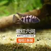 Pez Tropical Ornamental Cíclido de Tres Lagos, Pez de Agua Dulce Pequeño y Mediano, Fácil de Mantener, Cíclido Caballo Habita Rocas, Cíclido Tan, Pez Cíclido Mixto, Peces Vivos