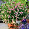 Plántulas de Flor de Hibisco Piruleta, Plantas en Maceta para Balcón y Jardín, Plantas Resistentes al Frío, Tolerantes al Calor, Fáciles de Cuidar, Florecen Todo el Año