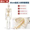 Colgante columna lumbar blanda 85CM esqueleto humano cinturón nervio modelo de disco esqueleto unido raíz nervio espinal
