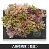 Hortensia de madera con degradado de color, flor eterna, rosa eterna, caja de regalo, material floral, flor seca, flor de preservación, material floral eterno