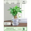 Árbol del Dinero Maceta Flores, Sala de Estar, Casa Próspera, Plantas Verdes, Fácil de Cultivar en Todas las Estaciones, Árbol del Dinero, Plantas Hidropónicas de Escritorio para Oficina