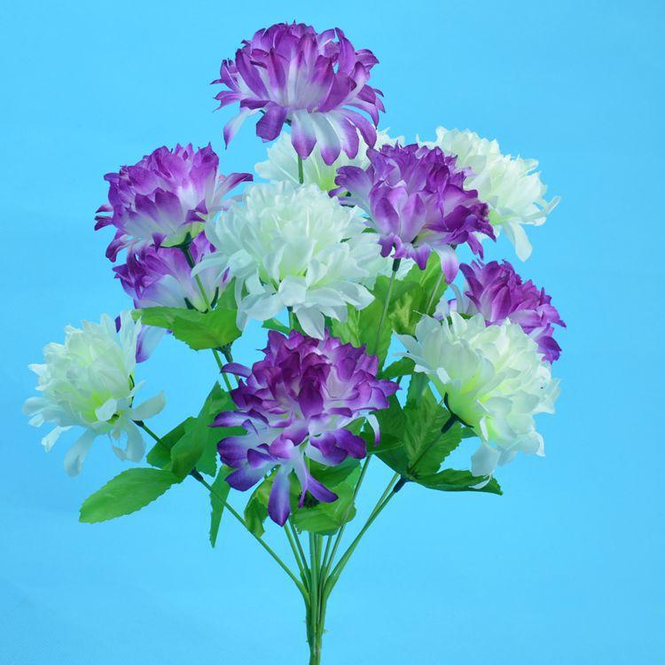 12头爪菊4.jpg
