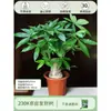 Árbol del Dinero Maceta Flores, Sala de Estar, Casa Próspera, Plantas Verdes, Fácil de Cultivar en Todas las Estaciones, Árbol del Dinero, Plantas Hidropónicas de Escritorio para Oficina