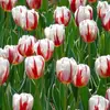 Bulbos de Flor de Narciso, Plantas de Interior Resistentes al Invierno Cultivadas en Agua en Maceta, Narcisos de Pétalos Dobles Que Florecen al Exponerse al Agua