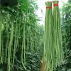 Colección Wholesale del Fabricante de Semillas de Verduras para Cuatro Estaciones para Huertos Caseros, Verduras en Macetas de Balcón, Semillas de Frutas y Semillas de Verduras Hidropónicas