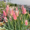Bulbos de Tulipán Nativos, Bulbos Pequeños, Florales Perennes, Plantas en Maceta Importadas de los Países Bajos, Plantas de Jardín para Principiantes