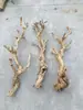 Decoración para Terrario de Reptiles con Madera, Recinto para Gecko Lagarto de Pestañas de Serpiente, Plataforma para Trepar de Dragón Barbudo, Ramas y Raíces de Madera Muerta con Patrón de Dragón