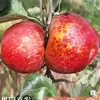 Manzanas Feas Auténticas de Zhaotong, Yunnan, con Corazón de Azúcar, Recién Recolectadas en Temporada, Crujientes y Dulces, Manzana Fresca Red Fuji, Caja Completa con Envío Gratis