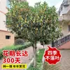 Plántulas de osmanthus, árboles grandes, plantas de osmanthus de cuatro estaciones en maceta, adecuadas para plantar tanto en el norte como en el sur, plantación en el suelo del patio exterior, plantas con flores de osmanthus dorado y osmanthus rojo