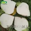 Semillas de Mostaza Peladas, Campos de Verduras de Granja, Verduras Variadas, Semillas de Mostaza Crujientes y Picantes, Carnosas, Finas y Menos Fibrosas