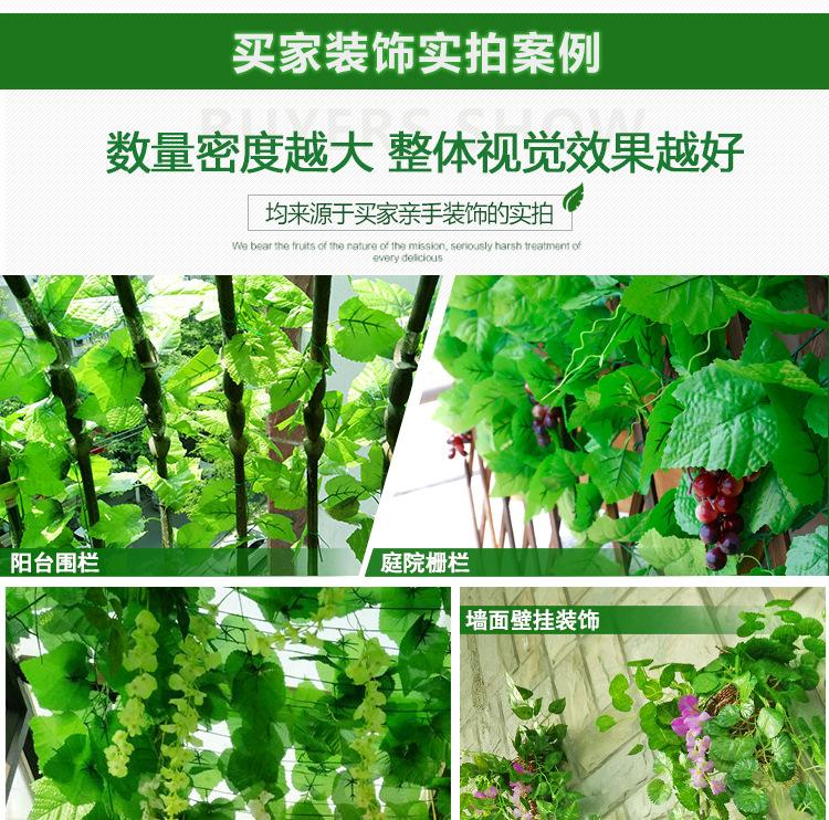 阿里葡萄叶_09