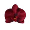 Cabezas de Flores Grandes de Phalaenopsis para Decoraciones de Zapatos, Accesorios de Ropa, Flores para Cajas de Azúcar, Materiales Florales Hechos a Mano para DIY, Fotografía de Bodas