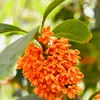Venta al por mayor de plántulas de osmanto dorado y osmanto dulce, plantas de flor en maceta, osmanto plateado injertado de aroma intenso, osmanto rojo, osmanto de madera de agar y osmanto de cuatro estaciones