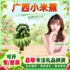 Seleção CuidadosaDropshipping de Banana Xiaomi de Guangxi 3 jin aprox. 30 bananas Fruta única com mais de 50g Fruta Fresca Banana