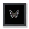 Especimen de Mariposa Real Pintura Decorativa Producto Terminado Soporte de Exhibición Decoración del Hogar Estilo Nórdico Tridimensional Hecho a Mano DIY Regalo de Cumpleaños