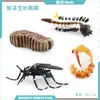 Simulación Transfronteriza Modelo de Araña Real Unicornio Insecto Juguetes para Niños Mariposa Abeja Adornos de Animales