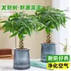 Árbol de la Fortuna Trenzado Planta Pequeña en Maceta Bonsái Escritorio Oficina Planta Verde Tolerante a la Sombra Planta Hidropónica