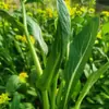 Semillas para Remolacha Dulce con Múltiples Semillas, Brotes de Col Multisemilla, Semillas de Verduras Verdes Lianzhou, Semillas de Verduras de Alto Rendimiento de Granjas