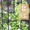 Clematis Planta Trepadora Soporte para Flores Ratán Rosa Plástico Soporte de Paquete Maceta DIY Estilo Europeo Marco Trepador para Plantas Jardinería