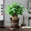 Pequena planta em vaso árvore da fortuna, planta verde para o escritório, jiboia, samambaia aspargo, árvore da fortuna hidropônica de três hastes, fácil de cuidar
