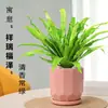 Helecho Nido de Pájaro en Maceta - Planta Pequeña Purificadora de Aire para Interiores, para Oficina, Perenne y Fácil de Mantener, Planta Verde Tolerante a la Sombra