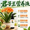 Solución nutritiva Clivia fertilizante especial promotor de brotes de orquídea prevención de hojas amarillas tratamiento de pudrición de raíces fertilizante universal para flores para plantas de interior en maceta