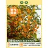 Plántula de Osmanthus en Maceta Osmanthus de Cuatro Estaciones Osmanthus Dorado Planta de Interior de Aroma Fuerte Patio Árbol Grande Dorado Maceta Flor Plantación en Suelo