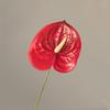 Fruto rojo fruta rica acebo fruto simulación caqui granada eucalipto dorado hoja de abanico hoja de ginkgo flor de simulación flor anual