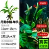 Plantas para Aquário, Grama Real, Grama Centopeia Oxigenante, Jacinto d'Água Hidropônico de Fácil Cuidado, Paisagismo com Troncos, Plantas Aquáticas Musgos Amigáveis para Iniciantes