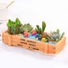 Dia da Árvore DIY Combinação de Suculentas Pacote de Plantas em Vaso diy Pacote de Materiais para Micro Paisagismo Atividade do Dia 8 de Março Materiais para o Dia do Professor