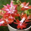 Orquídea garra de cangrejo en maceta con brotes. Nueva variedad importada. Plántulas de orquídea garra de cangrejo de doble pétalo. Plantas de interior, florales y verdes.