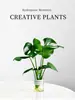 Planta Hidropónica Monstera, Planta Verde Todo el Año, Planta en Maceta de Cultivo en Agua para Interiores, Bambú de Hoja Grande para Sala de Estar, Oficina, Escritorio