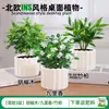 Las plantas en maceta son fáciles de cuidar en las salas de estar interiores.; plantas verdes hidropónicas, bonsáis creativos, plantas de la suerte, plantas pequeñas en maceta y árboles de la fortuna son todas excelentes opciones