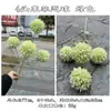 Nuevo Crisantemo Púrpura Artificial de Ping Pong Fabricante de Comercio Exterior Crisantemo Bola de Cebolla Lai Fei de 4 Cabezas Boda Decoración del Hogar Flor Artificial Al por Mayor