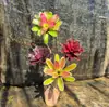 Paquete Combinado de Bromelias Set Grande Mediano Pequeño Madera Flotante de Selva Paisajismo Acuático Micro Paisaje Planta de Aire Otro