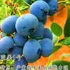 Plántulas de Arándanos con Macetas de Fruta, Plántulas de Fruta para Balcón Plantadas en el Suelo, Siembra en el Sur y el Norte, Plántulas de Arándanos que Dan Fruto en el Mismo Año