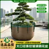 Maceta de fibra de vidrio con marco de acero inoxidable 304, canaleta y caja para flores combinadas, caja para flores de acero inoxidable personalizada