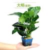 Paquete de Paisajismo para Acuario Banyan de Agua Negativa Madera Hundida Plantas Acuáticas Reales Vivas Plantas de Agua Dulce Sin Suelo Oxigenadas Acostadas Perlas