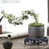 Planta Pequeña en Maceta con Borde Dorado Nieve de Junio Acantilado Raíz Elevada Escritorio Oficina Flor Interior Floración Tronco Viejo Significado Zen Bonsái