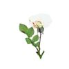 Material de flor seca de rosa branca com galhos e folhas lado pressionado flor real planta espécime em relevo marcador