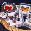 Foto de Espécime de Borboleta Real Porta-Retrato Caixa Transparente Ornamentos Estéreo Presente Ensino de Jardim de Infância Criativo Artesanal Adereços para Fotos