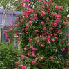 Planta Trepadora Floreciente de Cuatro Estaciones Rosa Balcón Flor en Maceta Rosa Europea Flor de Rosa Rosa Rosa Vid de Rosa Rosa