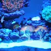 Suministro a Largo Plazo de Decoraciones Interiores de Silicona para Acuario, Coral Simulado, Hermosa Decoración para Peceras, Artificial