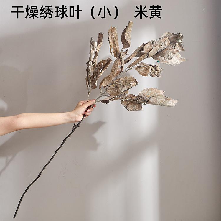 干燥绣球叶（小） 米黄