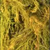 Pastos Marinos Plantas Acuáticas, Microphyllum, Proyecto de Purificación y Enverdecimiento del Agua, Pastos Marinos, Plantas Sumergibles