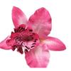 Pasador de Flor de Orquídea Tailandesa Hawaiana Pinza Lateral de Flor para Sesión de Fotos en la Costa Accesorios para el Cabello Bohemianos de Vacaciones para Niñas