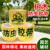 Cinta a Prueba de Insectos para Árboles Aishangke, Cinta Adhesiva Verde Especial para Árboles Frutales y Jardines, Trampa Grande para Insectos de Árboles, Tablero Amarillo, Esencial para la Jardinería