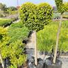 Árbol Lollipop Brillante de Ligustro con Forma de Corazón Árbol de Cera de Sichuan y Yunnan Ciprés Azul Hielo Flor Luminosa de Limón Planta Espejo Planta en Maceta